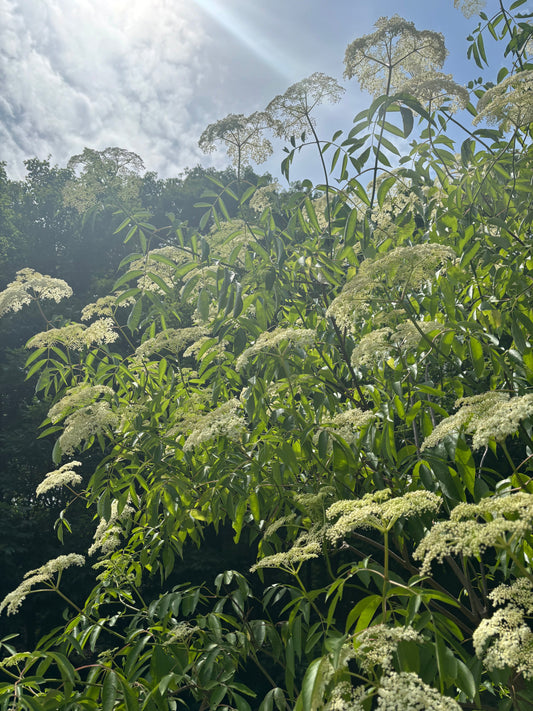 Working With the Seasons: Herbalism Rooted in Rhythm and Reverence – July 2025