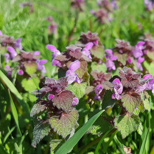 Purple Dead Nettle Tincture