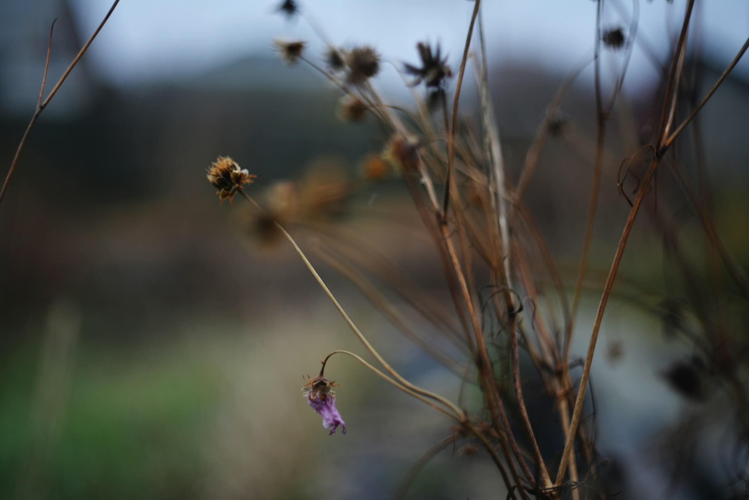 liana-s-wONQGRUkiXI-unsplash